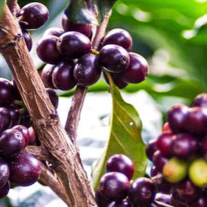 Kaffeekirsche