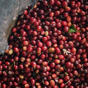 Trujillo-Colombia-ripe-coffee-cherries