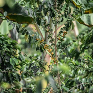 colombia-coffee-tree