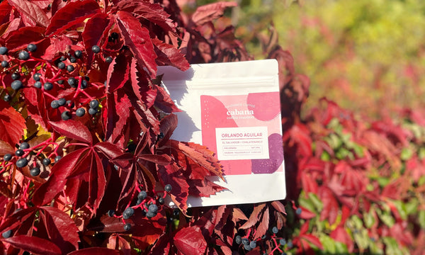 el-salvador-coffee-orlando-aguilar