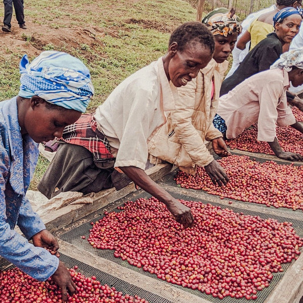 olochoy-coffee-farmer-kenya-raised-beds