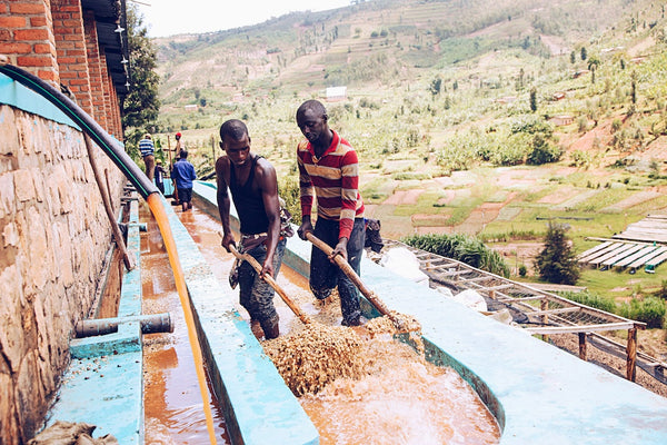 rwanda-kayumbu-green-coffee-processing