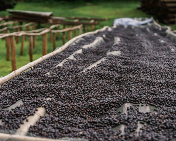 Ethiopia-Adado-raised-beds-coffee-beans