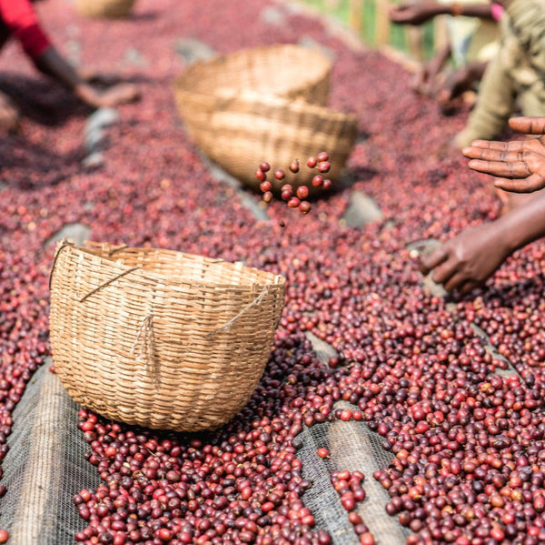 Ethiopia-Adado-sorting