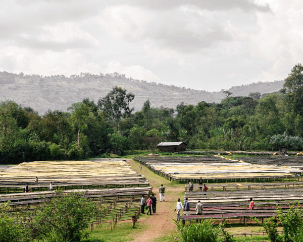 Ethiopia-Adado-washing-station-raised-beds