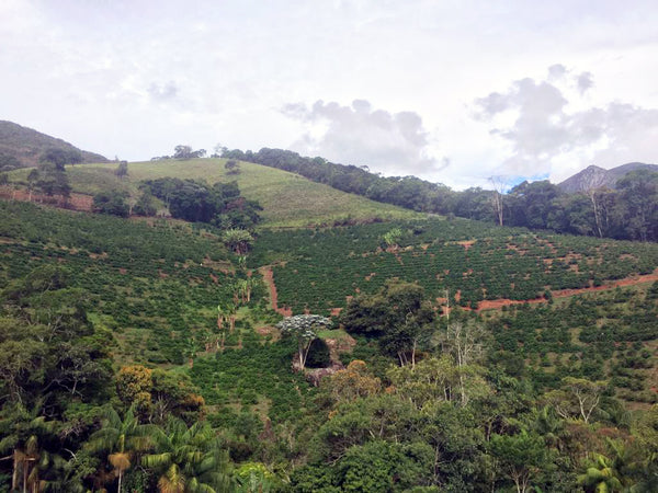 BRASILIEN | ALTA MOGIANA