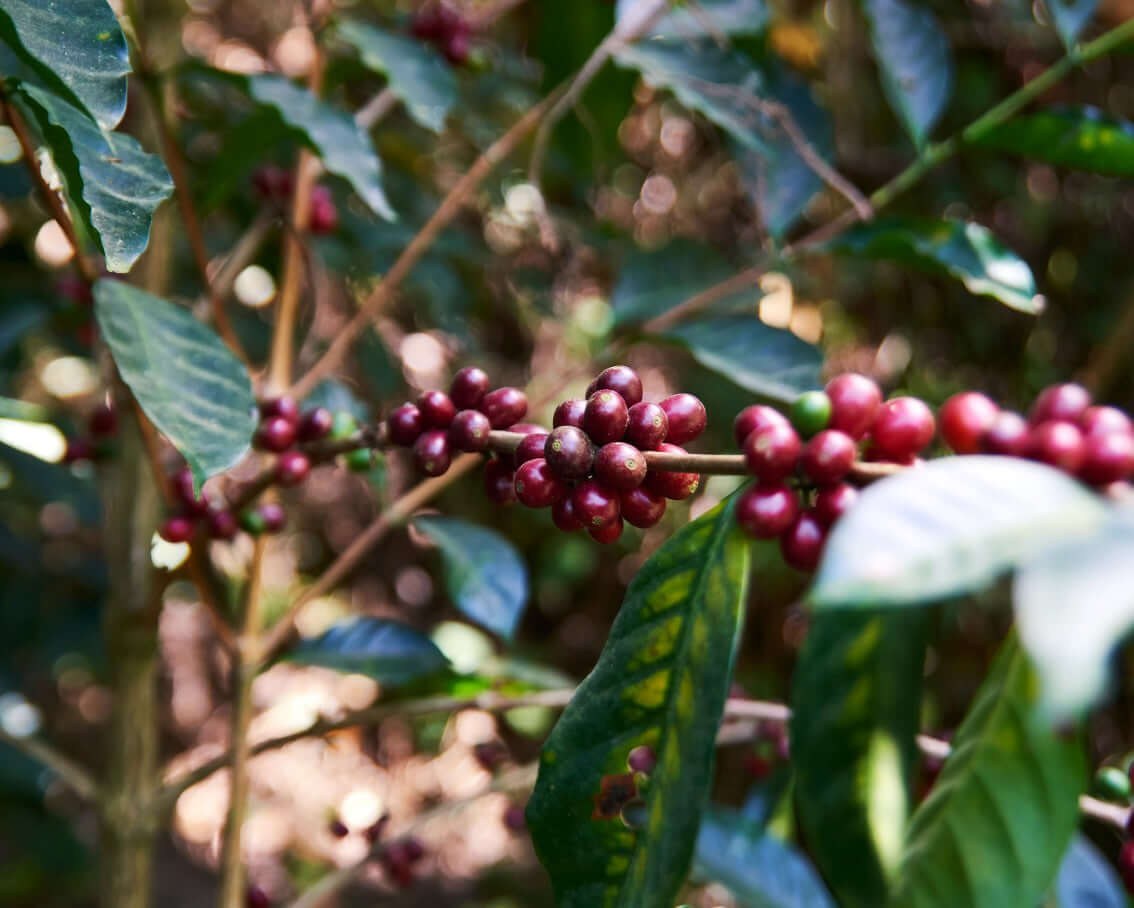 Photo of HONDURAS | FINCA VILLA YOLANDA