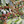 coffee-plant-cherries-colombia-el-vergel