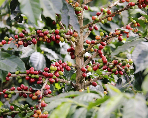 coffee-plant-cherries-colombia-el-vergel