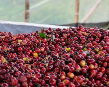 colombia-arnulfo-leguizamo-coffee-cherries