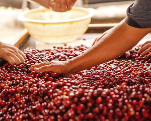colombia-el-vergel-coffee-cherry-selection