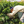 colombia-el-vergel-farm-worker-harvesting-ripe-cherry-from-the-coffee-tree