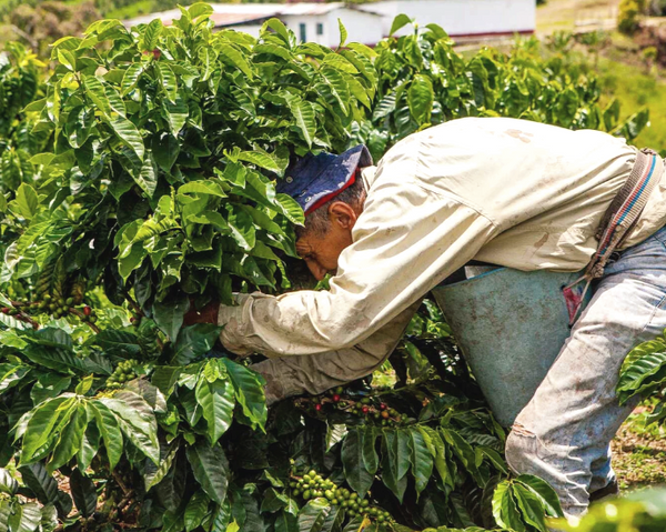 colombia-el-vergel-farm-worker-harvesting-ripe-cherry-from-the-coffee-tree