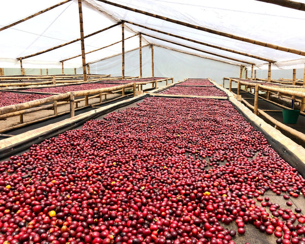 colombia-villamaria-drying-beds