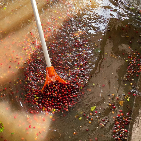colombia-villamaria-processing