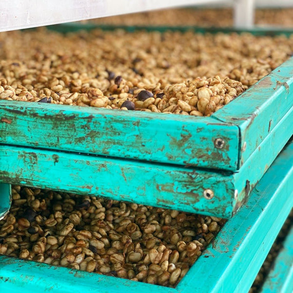colombia-villamaria-raised-beds