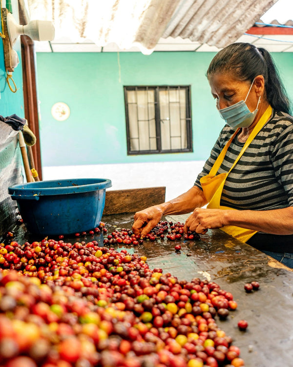 colombia-villamaria-sorting