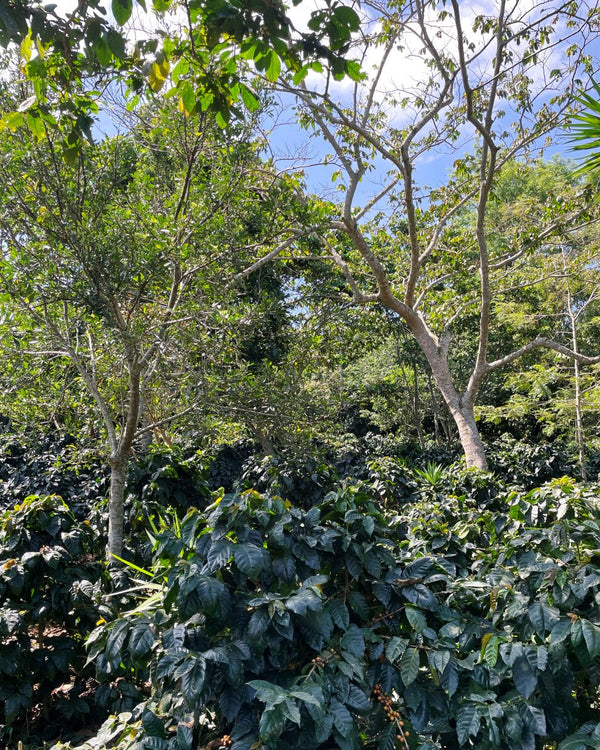 el-salvador-farm-coffee-mamas