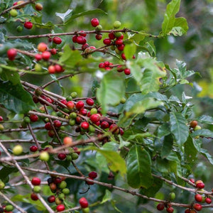 ethiopia-coffee-cherries-on-tree