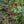 ethiopia-coffee-tree-close