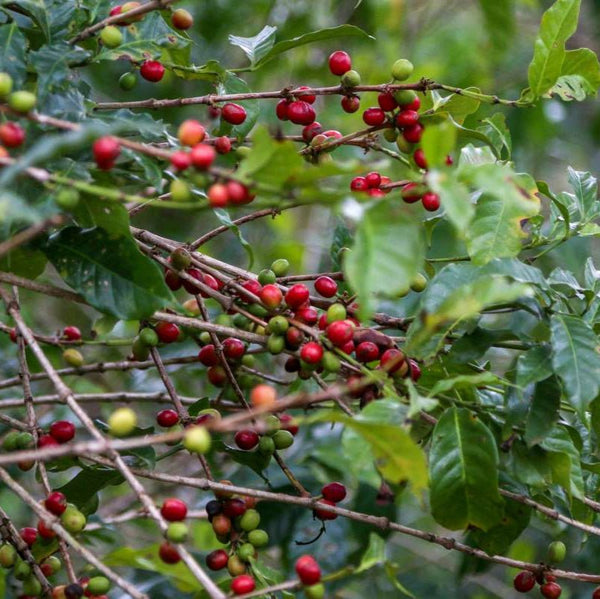 ethiopia-coffee-tree-close