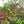 ETHIOPIA | HALO BERITI 