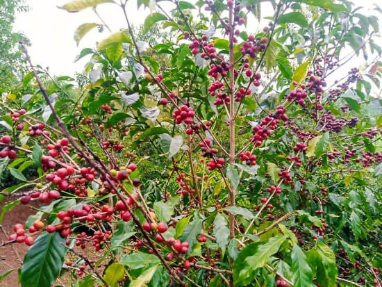 ETHIOPIA | HALO BERITI 
