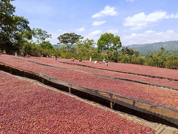 ETHIOPIA | HALO BERITI 
