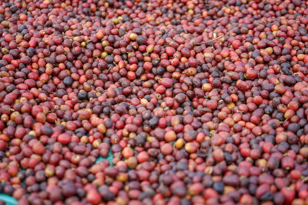 ethiopia-sidama-natural
