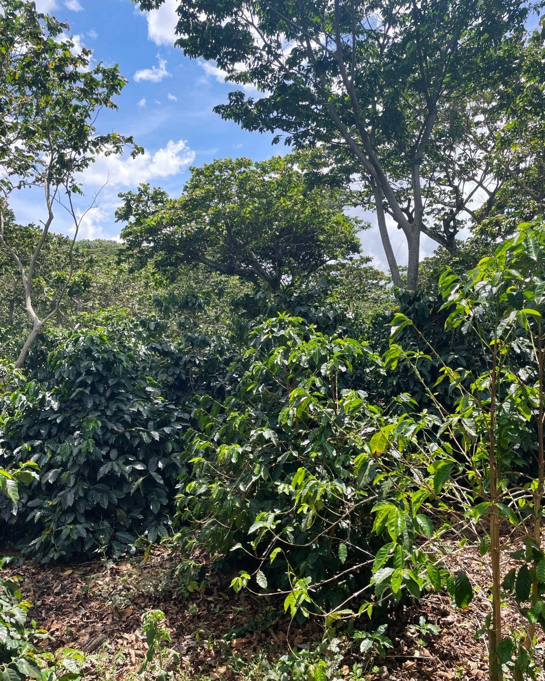 Photo of GUATEMALA | Santa Rosa