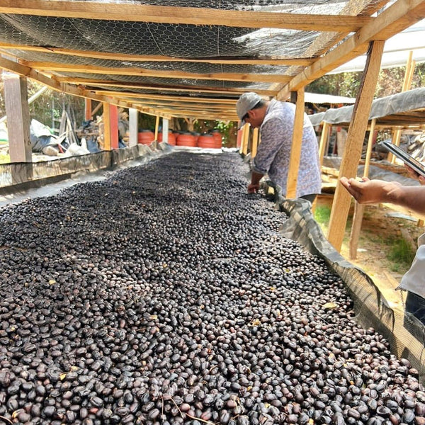 finca-san-andres-raised-beds