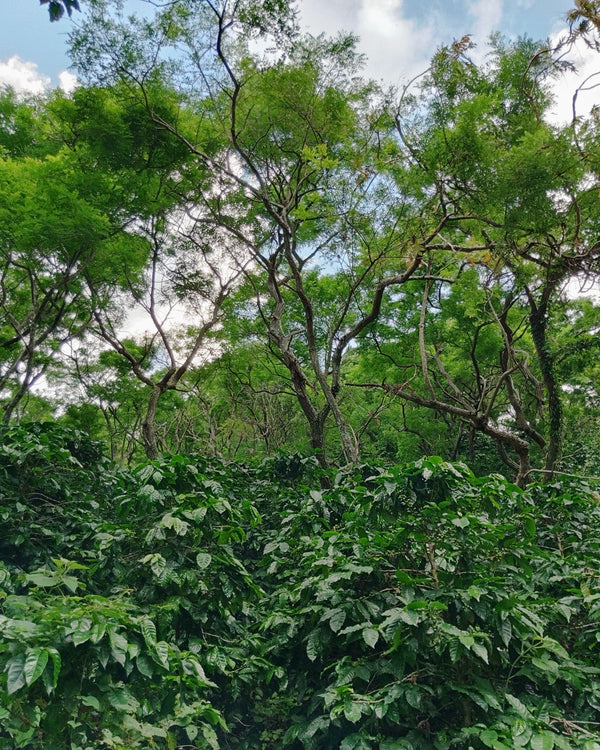 finca-san-andres