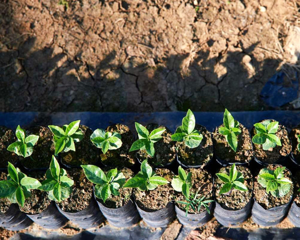 guatemala-huehuetenango-nursery
