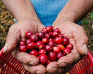 handvoll-kaffeekirschen