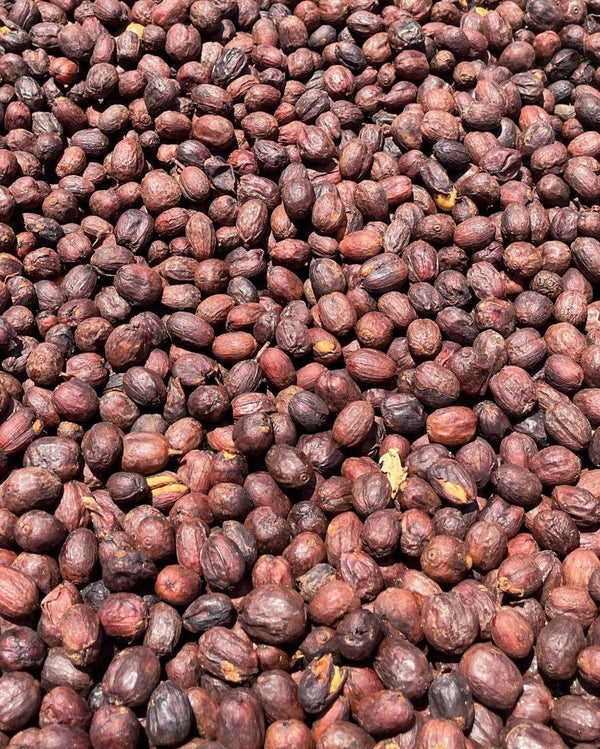 guatemala-santa-rosa