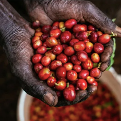 kamundu-coffee-cherries