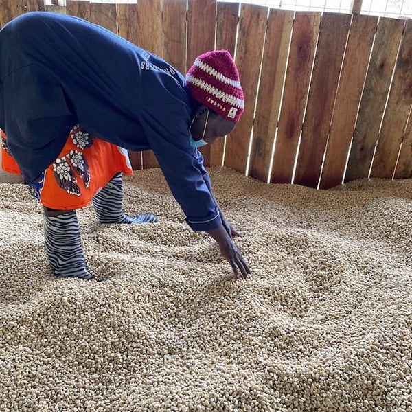 kenya-olochoy-coffee-worker