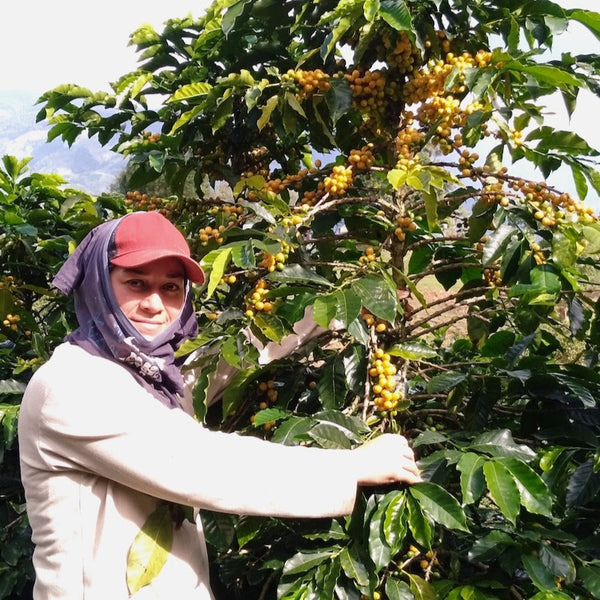 laparada-colombia-farm-picking-coffee-cherries