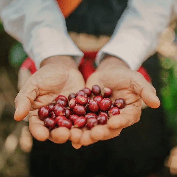 mexico-tenejapa-kaffeekirschen