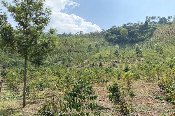 olochoy-coffee-farm-kenya-land