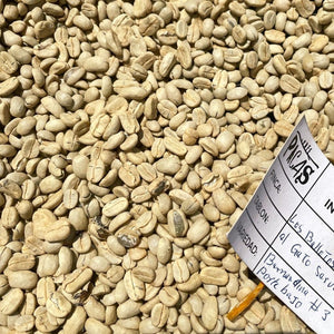 pacas-bernadina-parchment