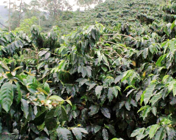 red-and-yellow-caturra-coffee-variety