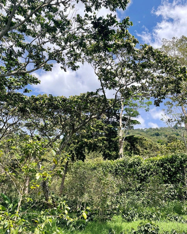 santa-ana-coffee-and-shade-trees