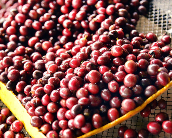 santa-marta-coffee-beans-raised-beds