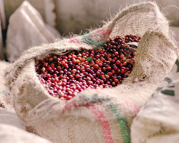 santa-marta-coffee-cherries-in-bag