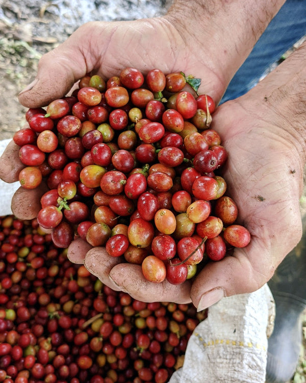 santa-marta-coffee-cherries