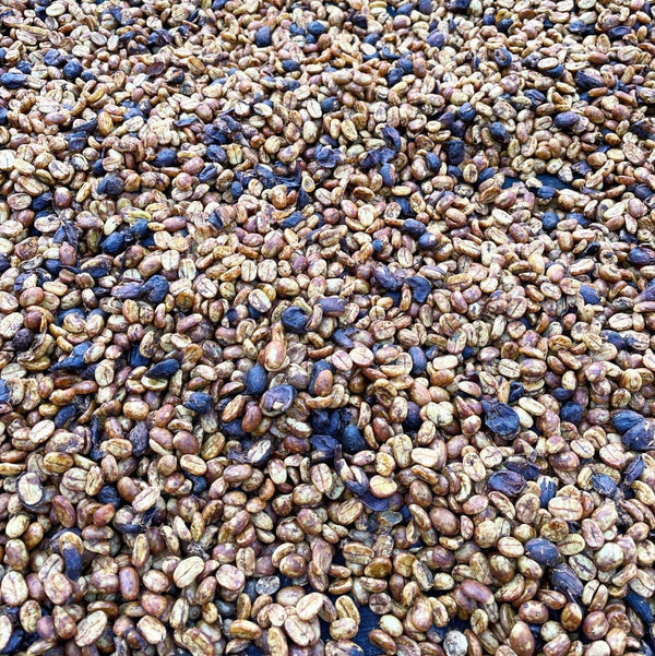 trip-el-salvador-tres-pozos-pacamara-honey-